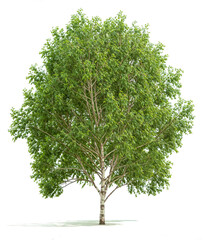 Wall Mural - Poplar Tree PNG transparent file 