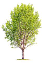 Wall Mural - Poplar Tree PNG transparent file 
