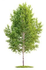 Wall Mural - Poplar Tree PNG transparent file 