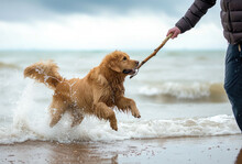 A Joyful Golden Retriever Leaps Through The Surf To Catch A Stick, Demonstrating The Breed's Love For Play And Water.
