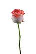 Isolated white and red rose flower on white background with cliping path