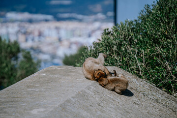 Gibraltar, Britain - January 24, 2024 -  two Barbary macaques grooming each other on a rock with a blurry urban landscape in the background.