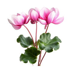 Sticker - Cyclamen flower isolated on transparent background