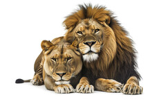 A Majestic Masai Lion And Lioness Rest Peacefully Side By Side, Their Powerful Forms And Luscious Fur Blending Seamlessly As They Embody The Essence Of Wild Beauty And Love In The Animal Kingdom