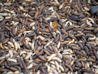 Wall Mural - Close up of Black soldier fly (BSF) larvae or maggot, Hermetia Illucens