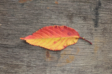 Wall Mural - botanical colorful background of autumn leaves