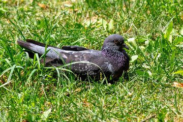 Sticker - A dove sits in the green grass