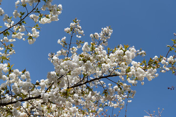 Wall Mural - apricot tree flower blooming nature background in spring