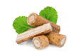 burdock roots or kobo with green leaf isolated, png file