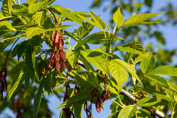 a close-up of the reddish-pink ripening fruits of the maple
