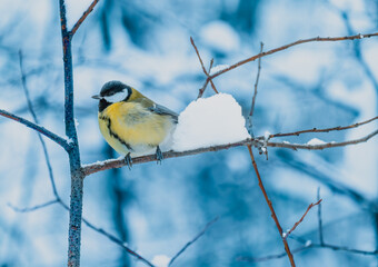 A tit bird sits on a tree branch on a winter day.