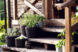 © mashiki - rustic wooden country house front porch decorated with rattan flowerpots in summer.