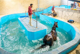 Fototapeta  - Horse walking in a treadmill in a hydrotherapy center