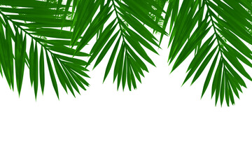 Wall Mural - natural palm tree leaves isolated on white background