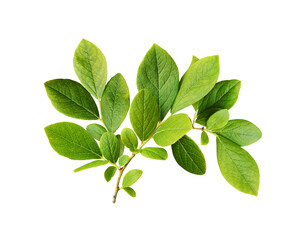 Wall Mural - green leaves of blueberry isolated on white or transparent background