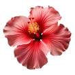 Hawaiian hibiscus flower isolated transparent background