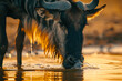 Wildebeest Drinking 