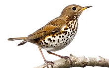 Song Thrush Birds And The Echoes Of Countryside Isolated On Transparent Background.
