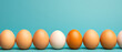 Row of chicken eggs on a blue background