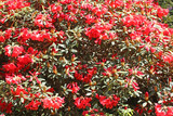 Rhododendrons and Azalias in Spring	