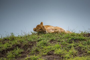 Wall Mural - Big lion lying on savannah grass. Landscape with characteristic trees on the plain and hills in the background