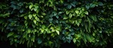 Wall covered in green leafs. Green plant wall. Foliage pattern for background.