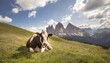 beautiful cow resting on a mountain meadow at the dolomites trentino alto adige south tyrol in italy