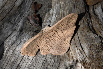 Wall Mural - Piece of cracked wood. Woodstructure. Thriftwood on the beack of Taranaki New Zealand