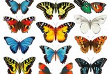 Fototapeta Motyle - set of butterflies
