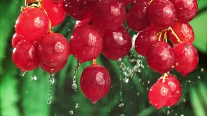 Sticker - Raindrops fall on red grapes. Filmed on a high-speed camera at 1000 fps. High quality FullHD footage