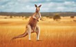 © zainab - Kangaroo in an Open Field