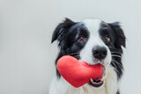 Fototapeta Tulipany - St. Valentine's Day concept. Funny portrait cute puppy dog border collie holding red heart in mouth isolated on white background, close up. Lovely dog in love on valentines day gives gift