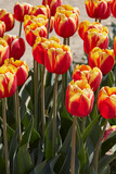 Fototapeta Sypialnia - Tulip Rambo flowers in red and yellow colors in spring sunlight