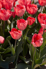 Wall Mural - Tulip Van Eijk flowers in spring sunlight