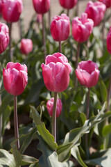 Wall Mural - tulip jumbo pink flowers in spring sunlight