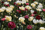 Fototapeta Sypialnia - Double tulip flowers in white, pale yellow and dark red colors texture background in spring sunlight