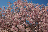 Fototapeta Sypialnia - Cherry tree blossom frond, branches with pink flowers in a sunny spring day, blue sky
