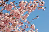 Fototapeta Sypialnia - Cherry tree blossom, branches with pink flowers in a sunny spring day, blue sky