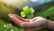 Four-leaf clover held in hand. A symbol of happiness, prosperity