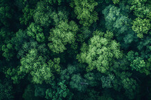 Aerial View Of Dense Green Forest Canopy