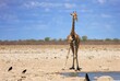 Isolated Giraffe on the dry empty plains with just a couple of crows for company.