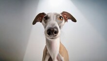 Studio Portrait Of A Beautiful Whippet Dog