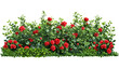 Cutout flowerbed. Plants and red flowers