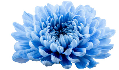 Poster - Blue flower with clipping path. Close up