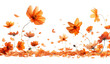 Beautiful orange cosmos flower falling in the air