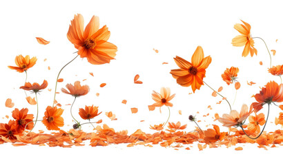 Poster - Beautiful orange cosmos flower falling in the air