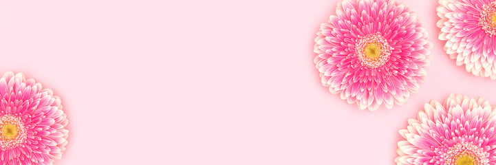 Banner with gerbera flowers scattered on a pink background. Floral composition with place for text.
