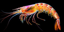 Shrimp In Watercolor Style Isolated On Black Background