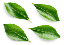 Fruit Leaf Isolated. Plum leaves On White Background Top View. Green Fruit Leaves Flat Lay. Perfect Retouched Collection. Full Depth Of Field.