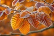 Orange beech leaves covered with frost in late fall or early winter.